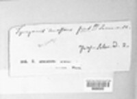 Sphaeronaema conicum image